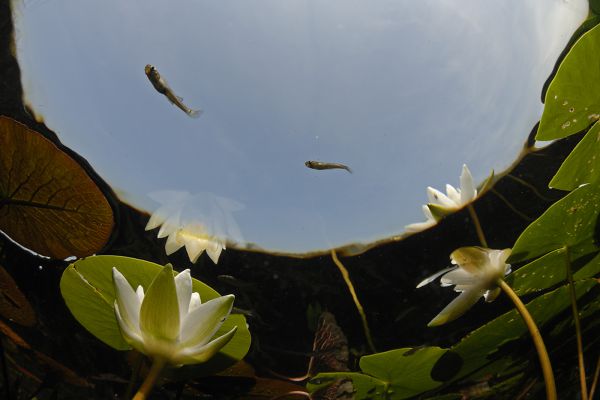 Tündérrózsák között