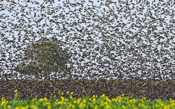 Tájkép seregélyekkel