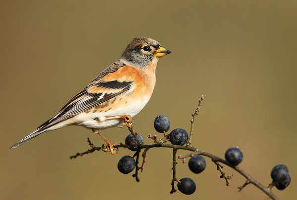 Télipinty és kökény