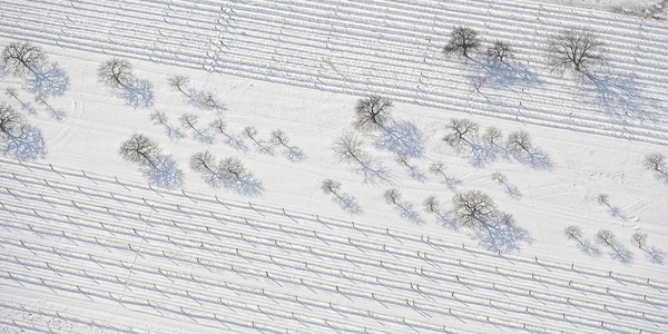 Szőlő és gyümölcs