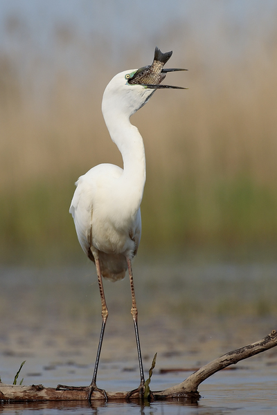 "Egyen halat finom f