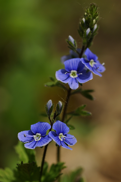 Ösztörűs veronika