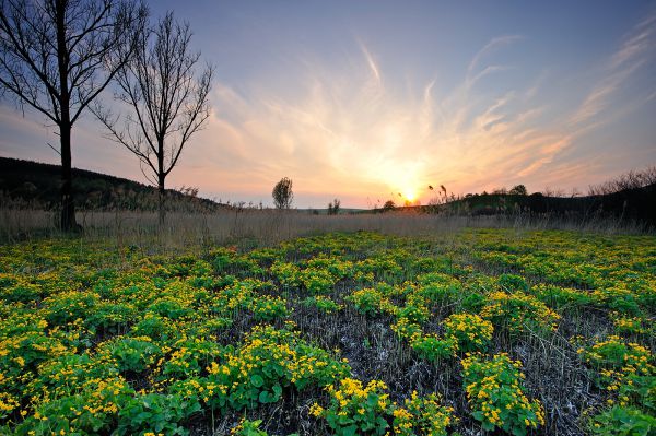 Gólyahíres alkonyat