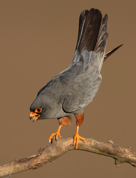 Fenyegető kék vércse