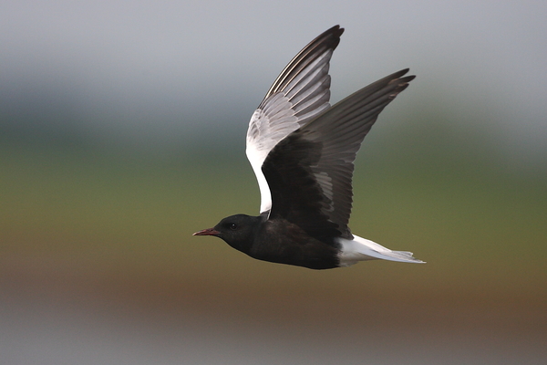 Fehérszárnyú szerkő