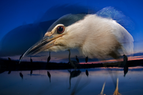 Night heron