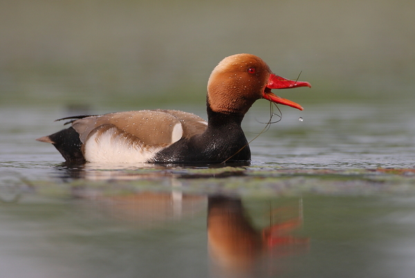 Nyugodt táplálkozás