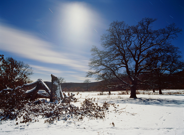 Tölgyek holdfenyben