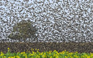 Tájkép seregélyekkel