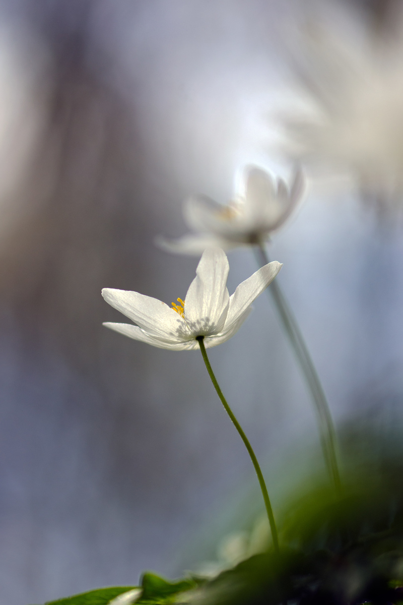 Násfayné Kőházi Mária