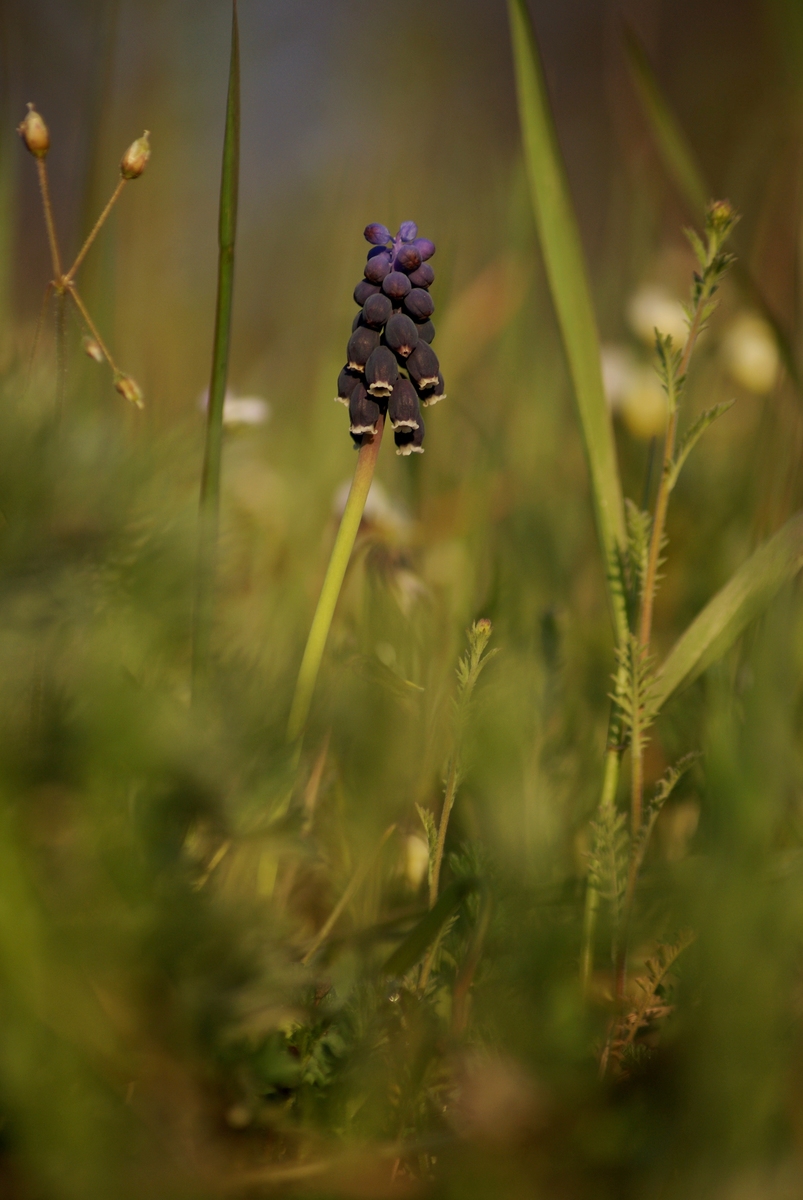Laczkó-Magyar György