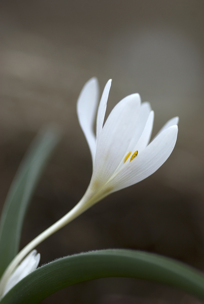 Colchicum hungaricum