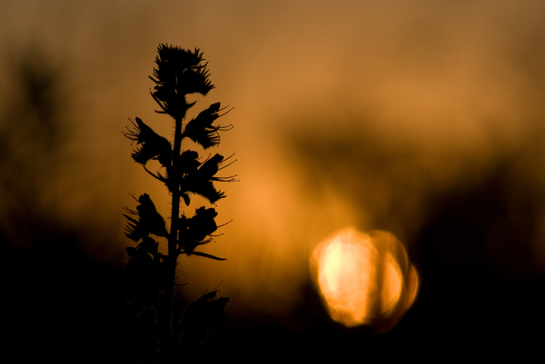 Fények és sziluettek