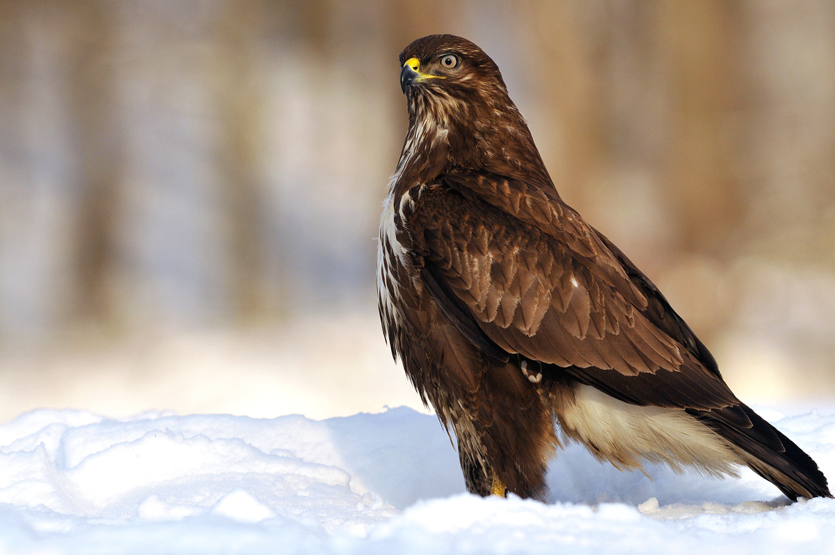 Gaál Zoltán Péter