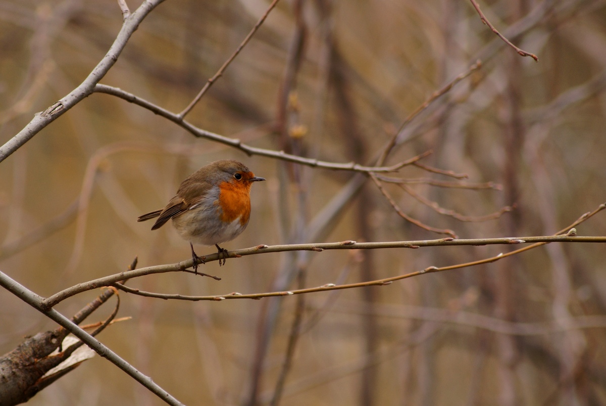 Laczkó-Magyar György