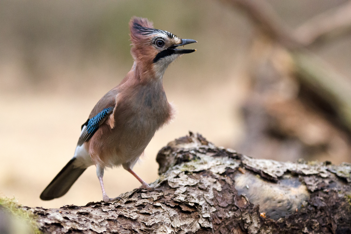Násfayné Kőházi Mária