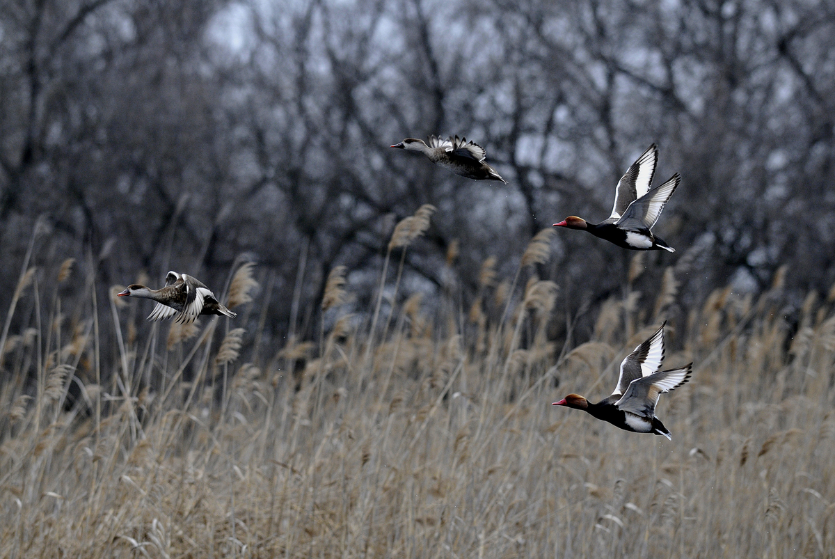 Gaál Zoltán Péter