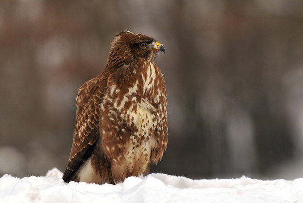 Havasan és véresen