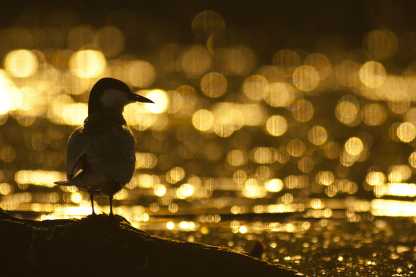 Fattyúszerkő rivaldafényben