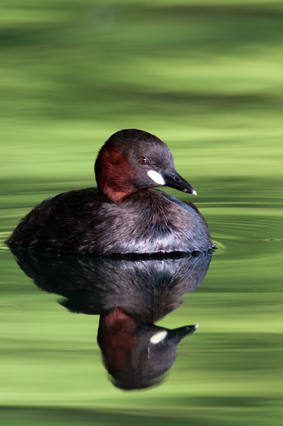 &quot;Zöld ász&quot;
