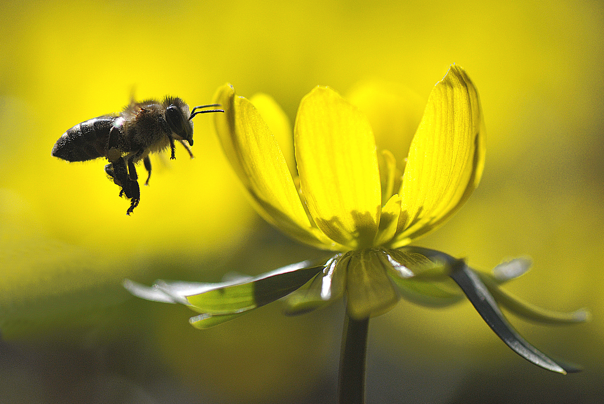 Gaál Zoltán Péter