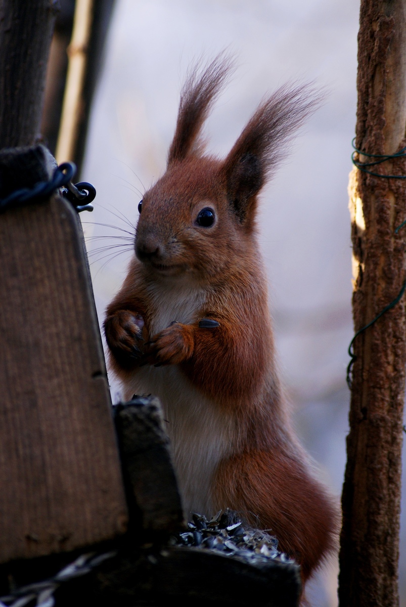 Laczkó-Magyar György