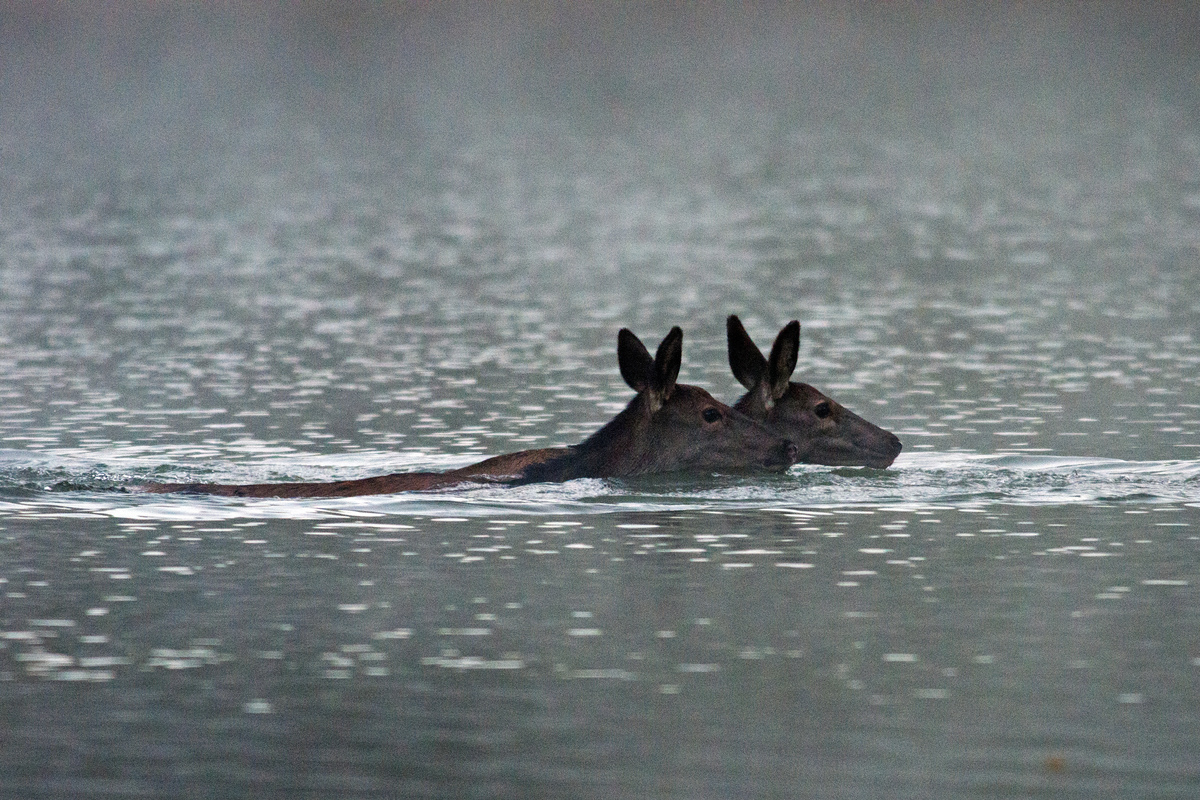 Násfayné Kőházi Mária