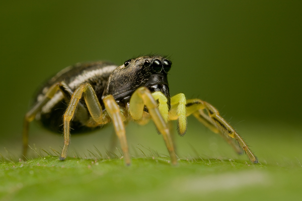 sárgalábú ugrópók