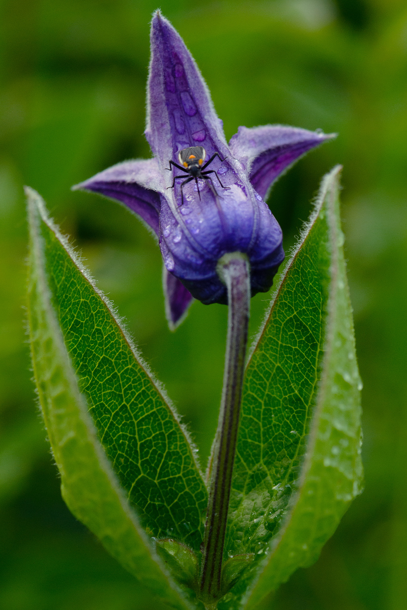 Násfayné Kőházi Mária