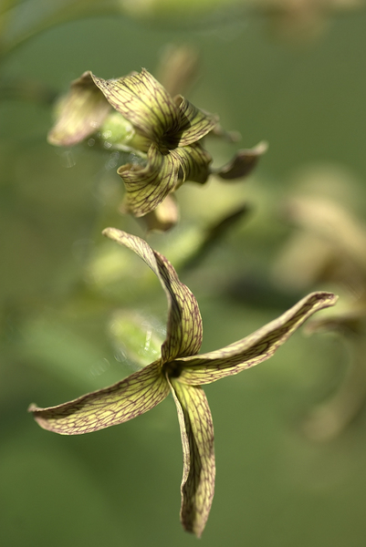 Hesperis tistis