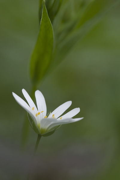 Stellaria holostea