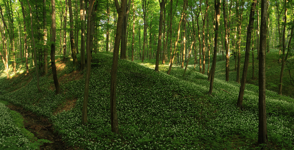 Panoráma a Mecsekben