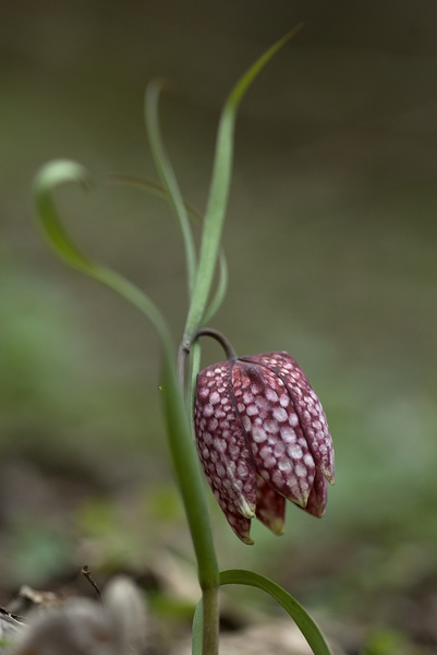 Kockás liliom