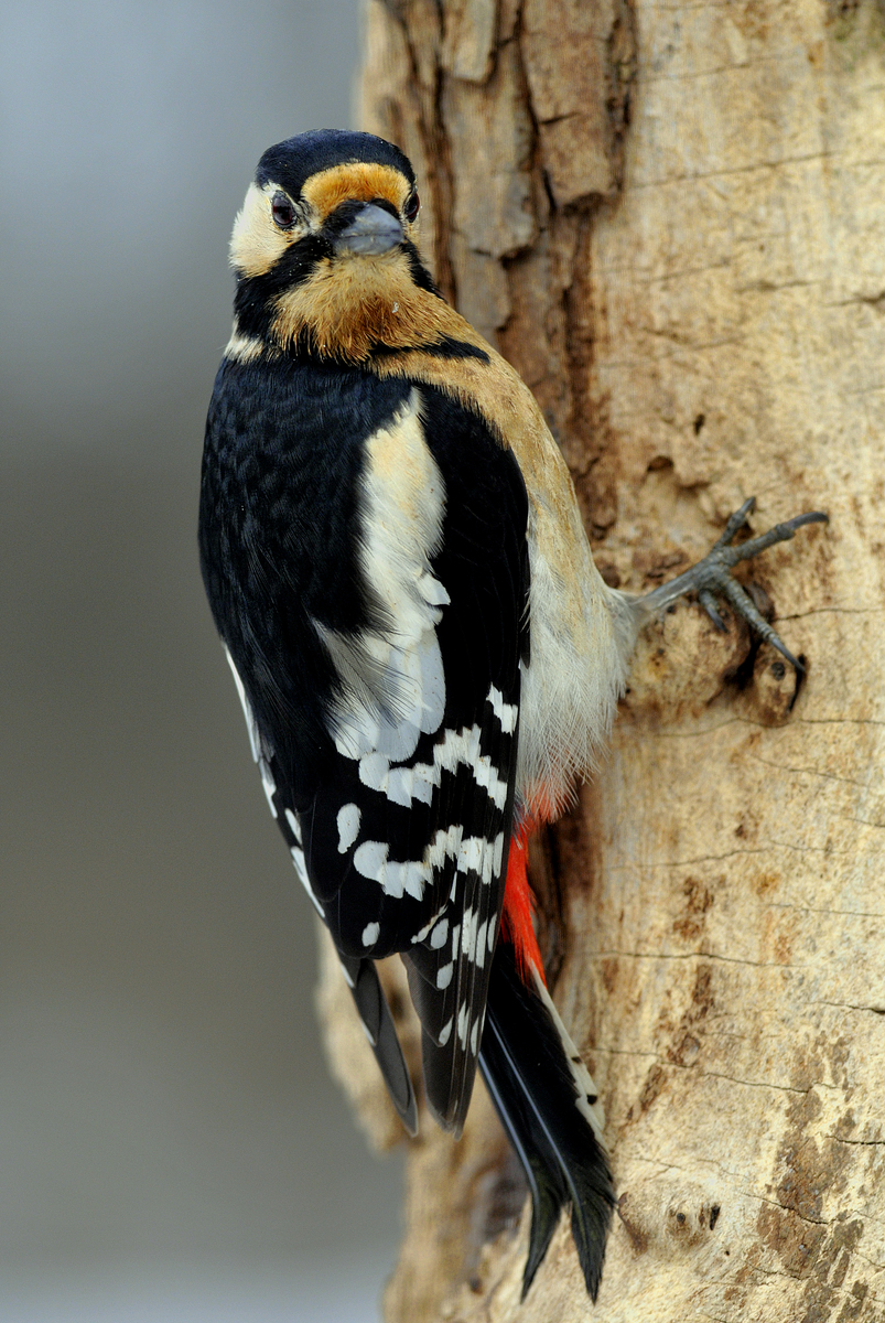 Gaál Zoltán Péter