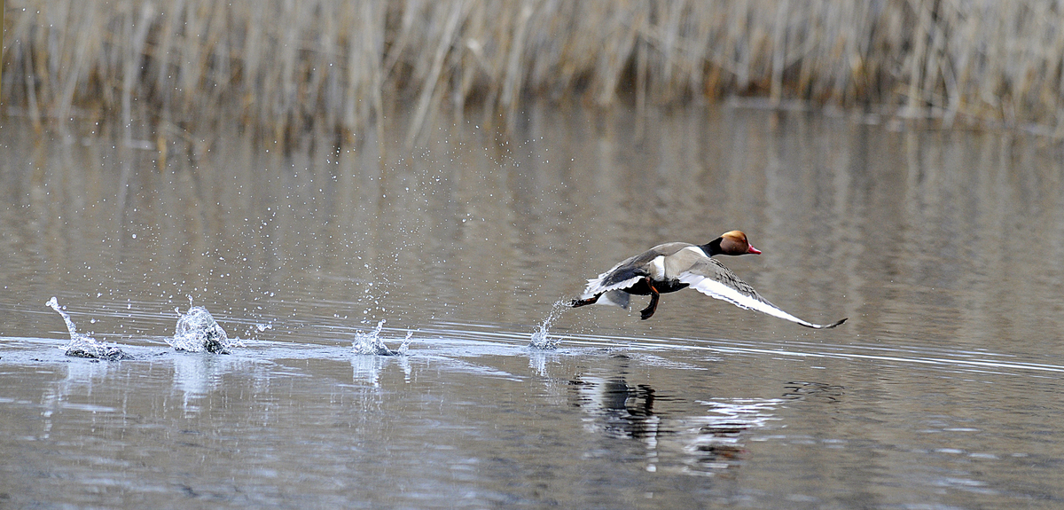Gaál Zoltán Péter
