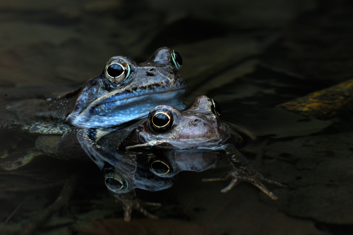 Násfayné Kőházi Mária
