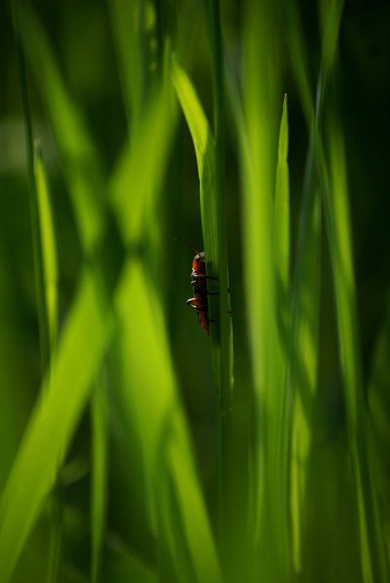 Laczkó-Magyar György