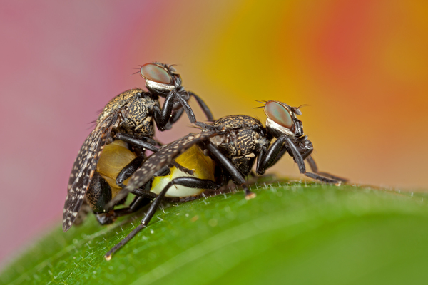 &quot;emeletes legyecskék&quot;