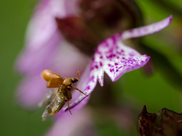 A &quot;mennyország&quot; kapujában