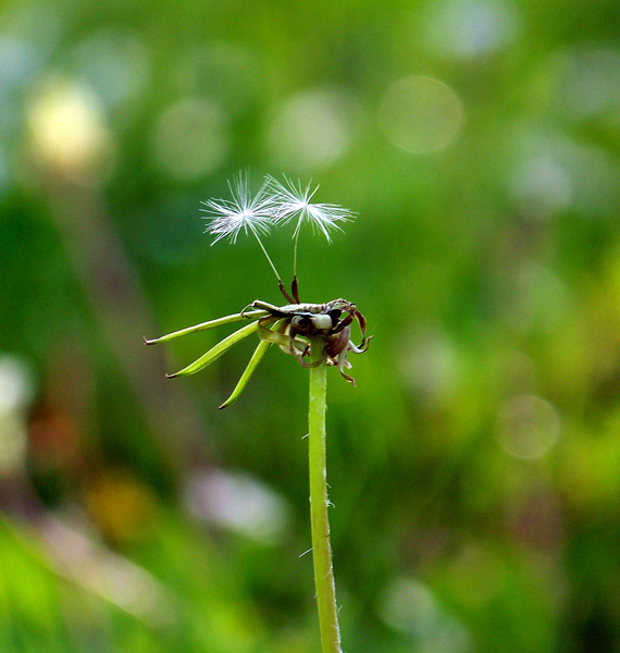 Egy, kettő, három...