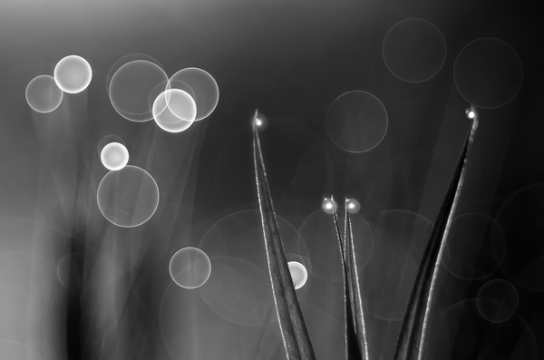 Lámpáshordó fűmanó