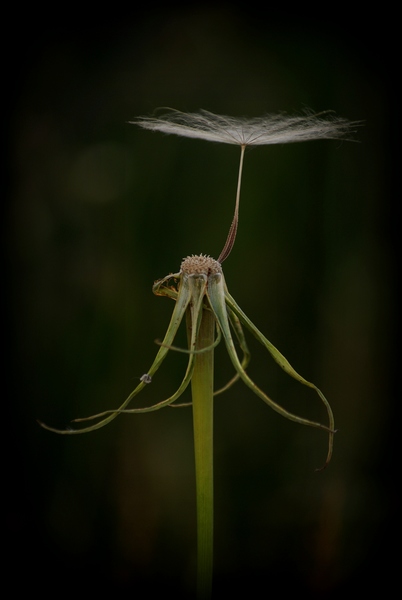 Aki utoljára maradt