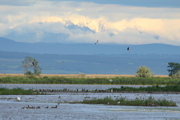 Varázslatos Fertő tó