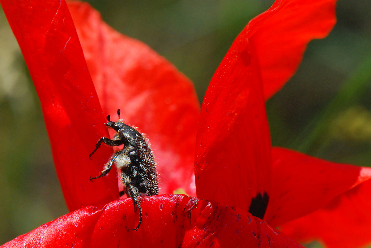 Gaál Zoltán Péter