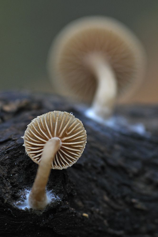 Násfayné Kőházi Mária