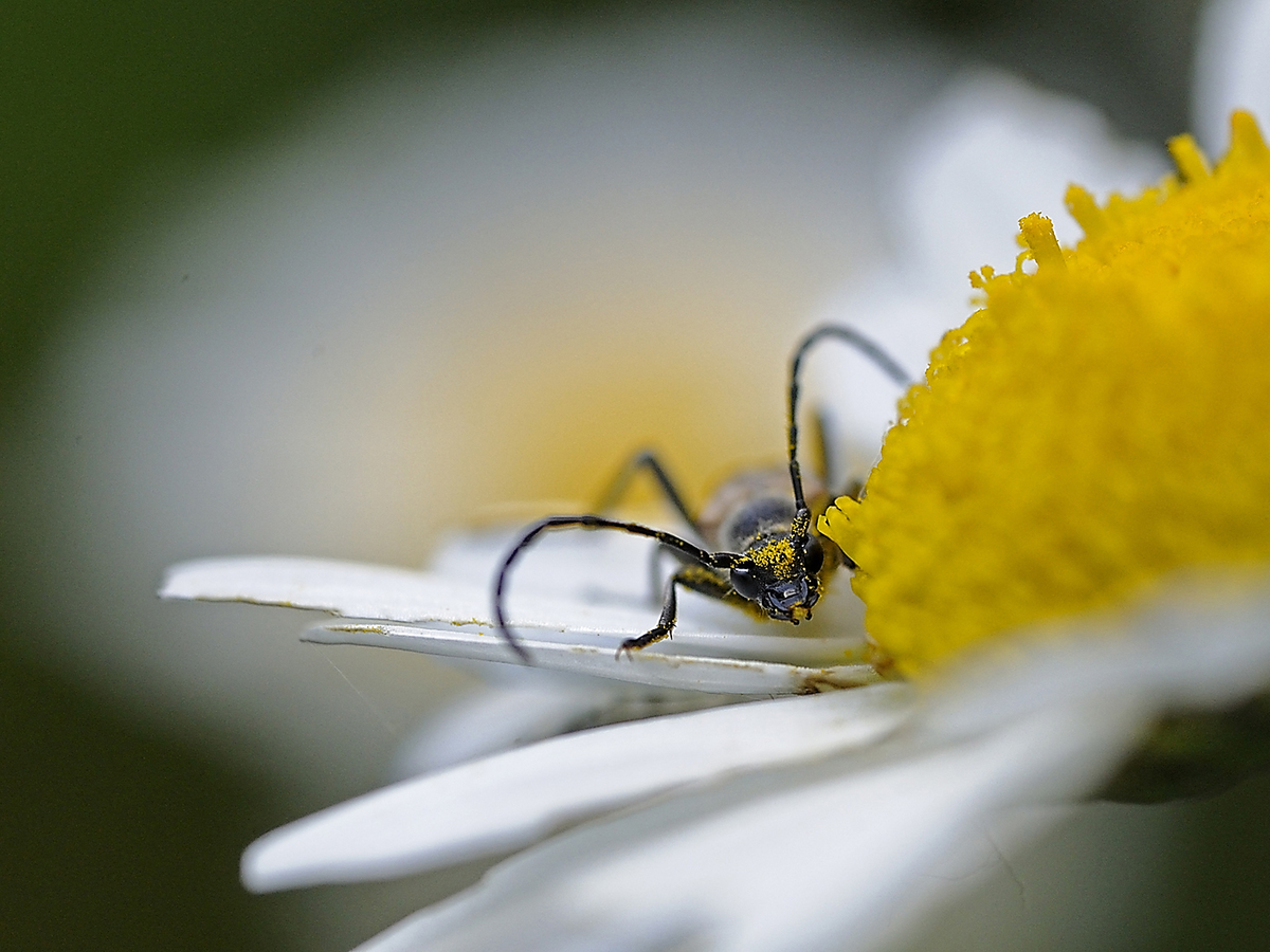 Násfayné Kőházi Mária