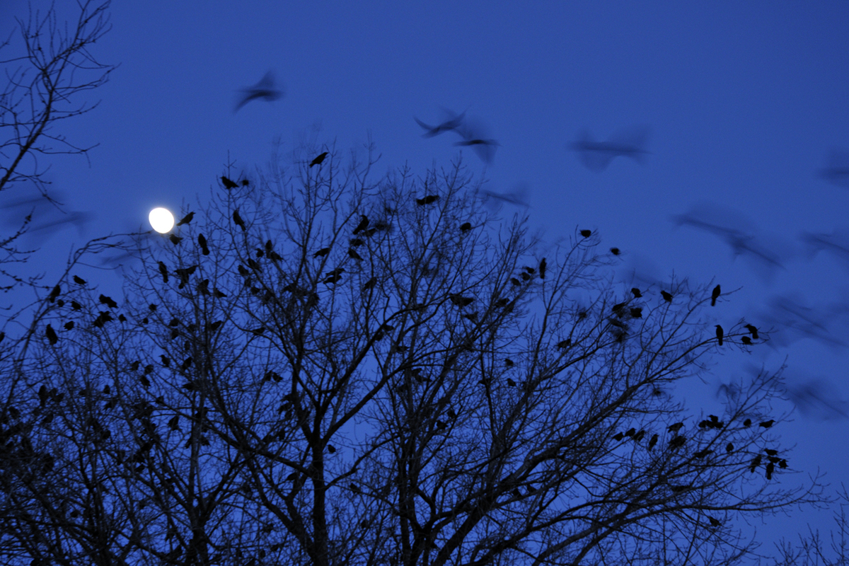 Násfayné Kőházi Mária