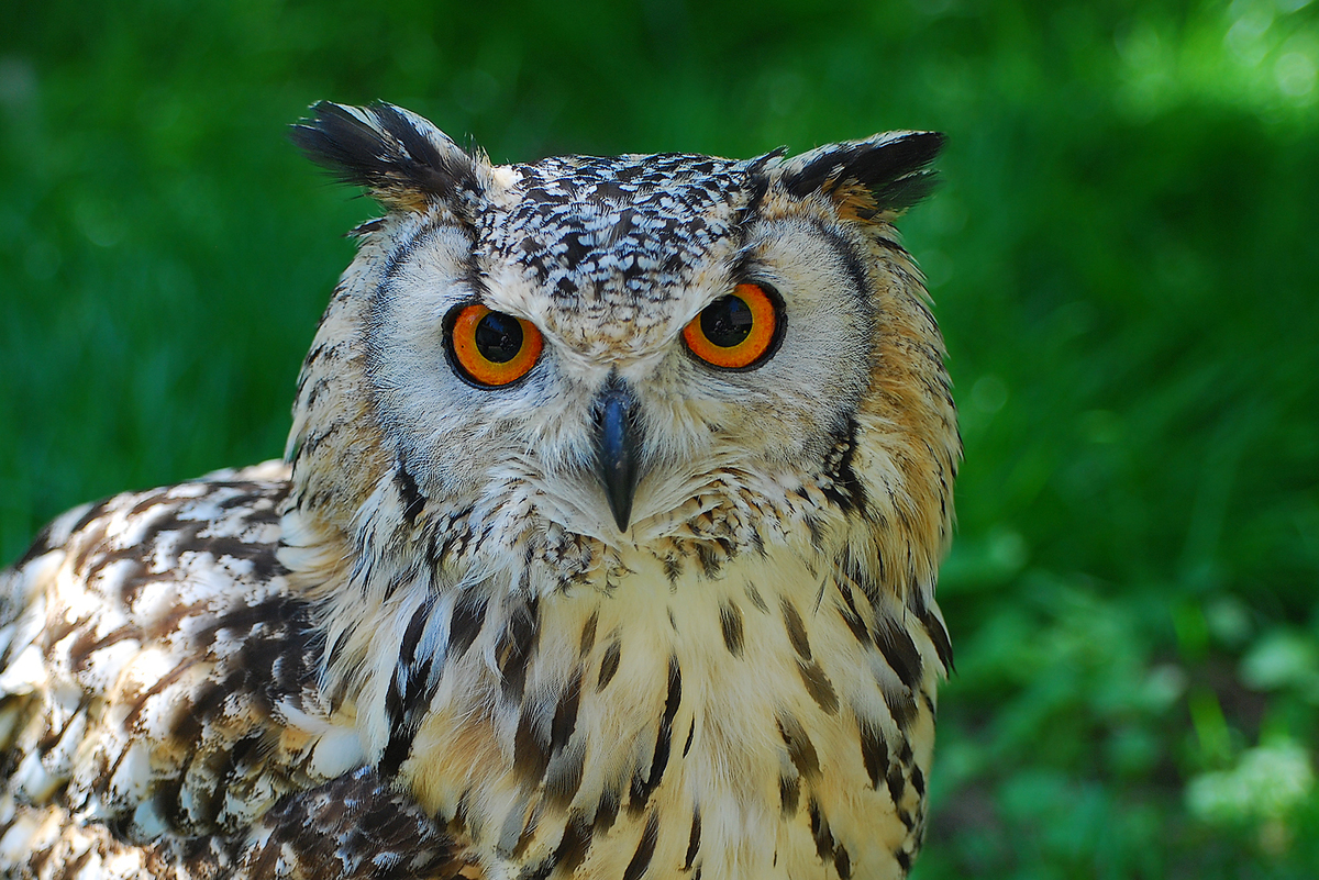 Gaál Zoltán Péter