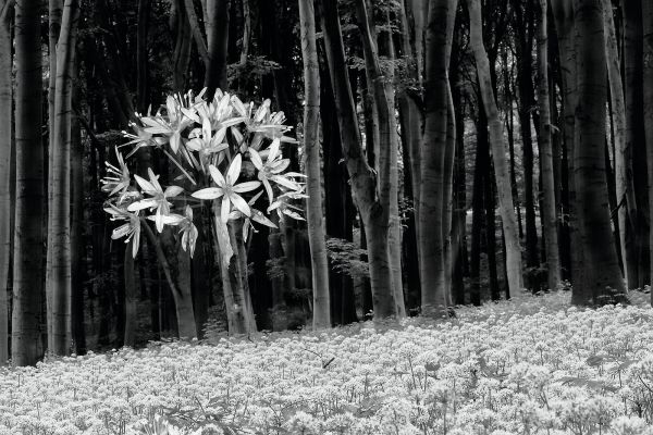 Medvehagyma - másképp