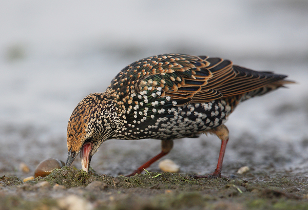 &quot;sárjáró&quot;